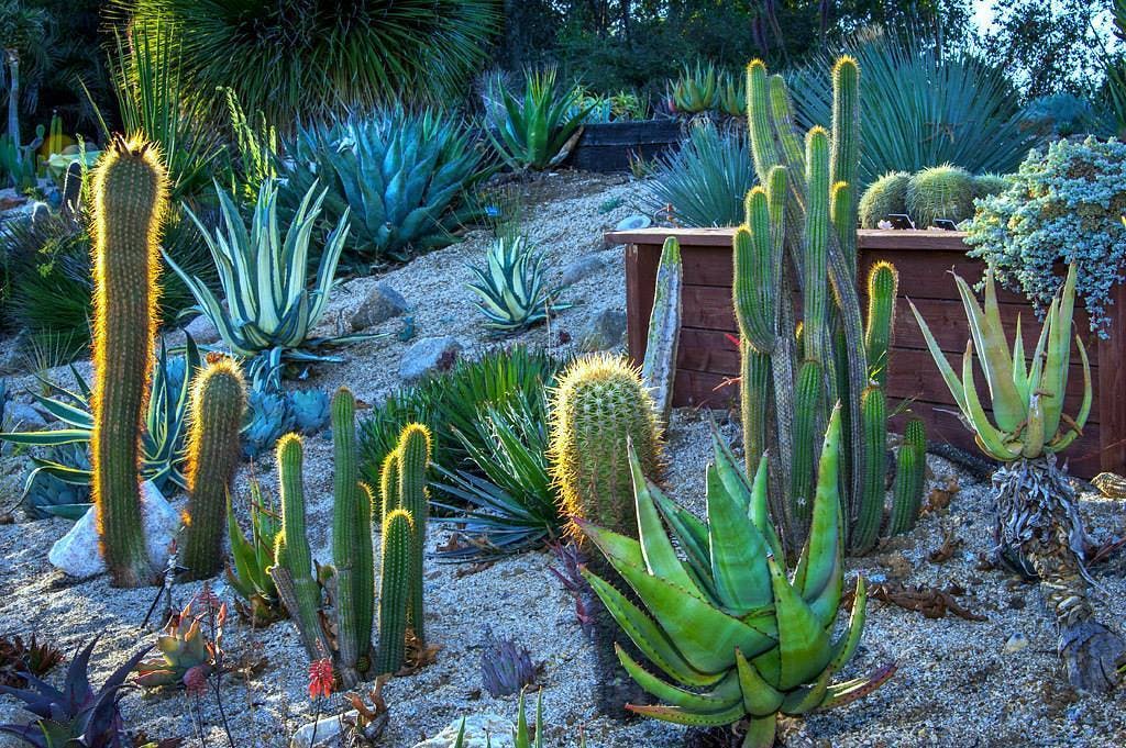Featured photo from The UCSC Arboretum