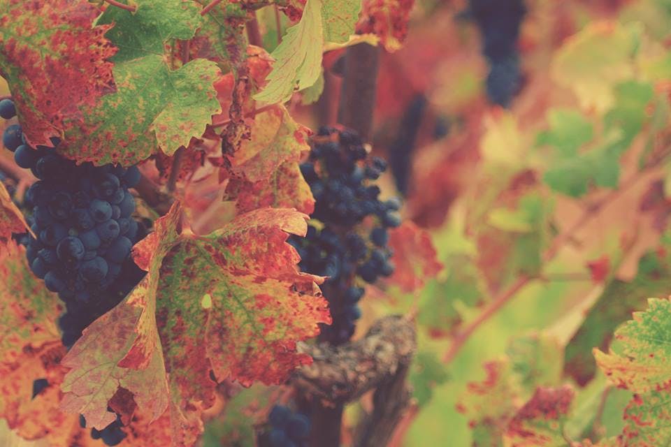 Featured photo from deLorimier Winery