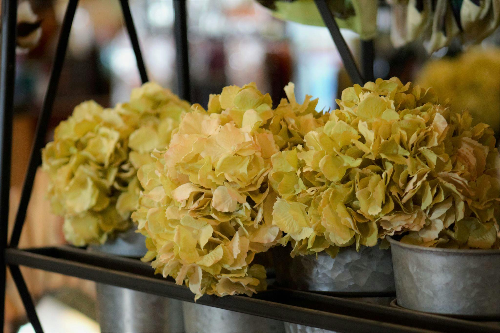 Featured photo from The Greenery Gardens