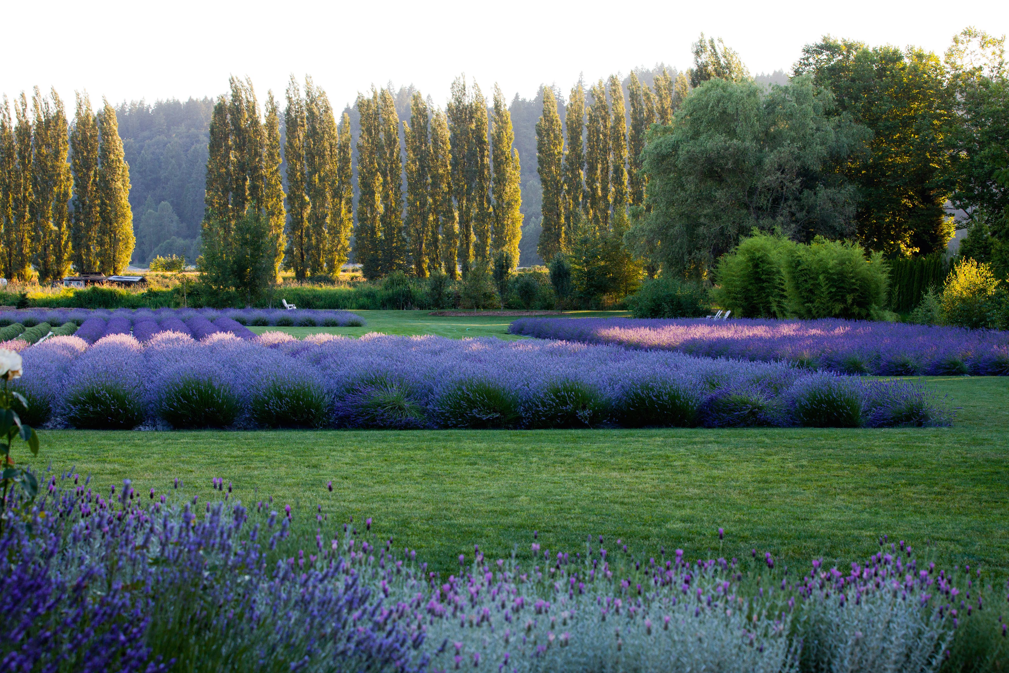 Featured photo from Woodinville Lavender