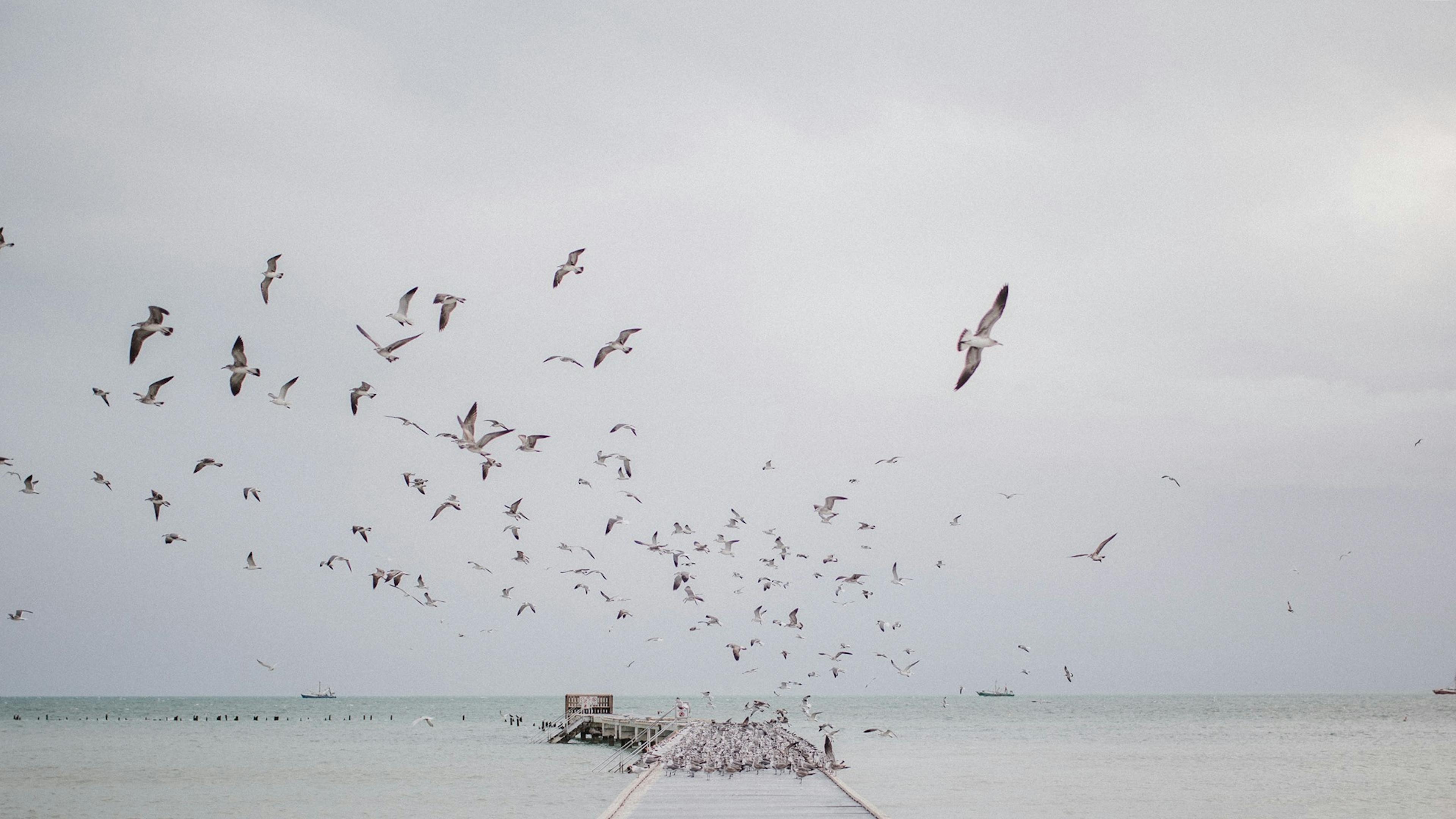 Cover photo of Lena Perkins Photography