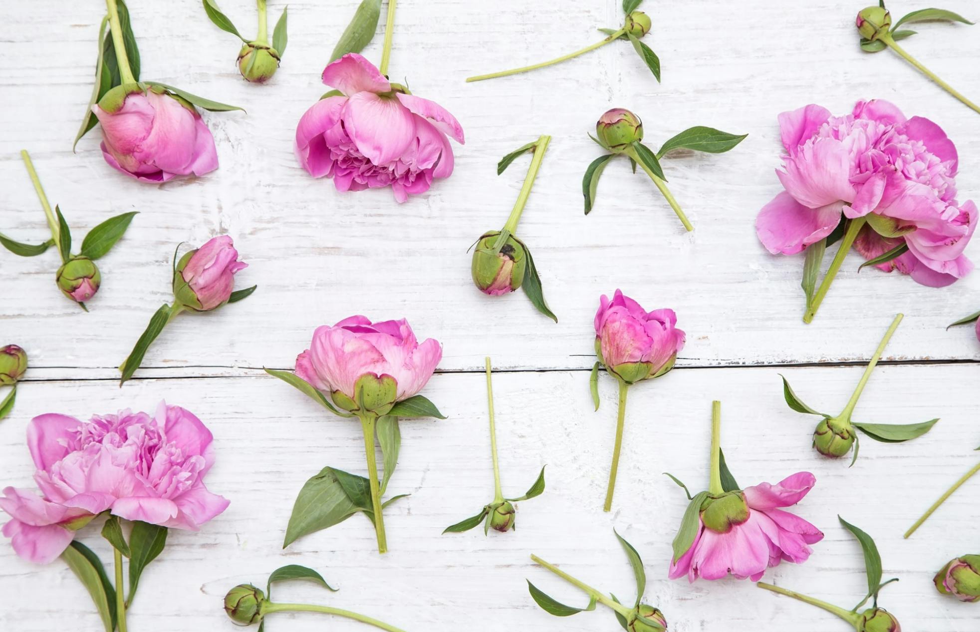 Featured photo from House of Peony