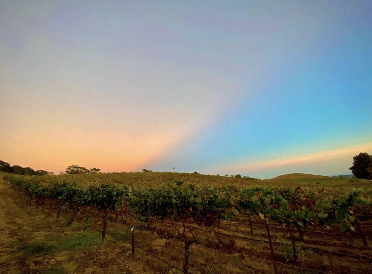 Featured photo from Robert Sinskey Vineyards