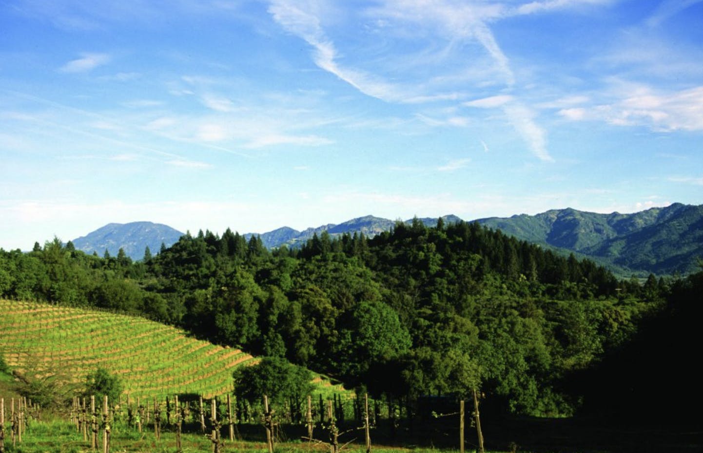 Featured photo from Southbridge Napa Valley