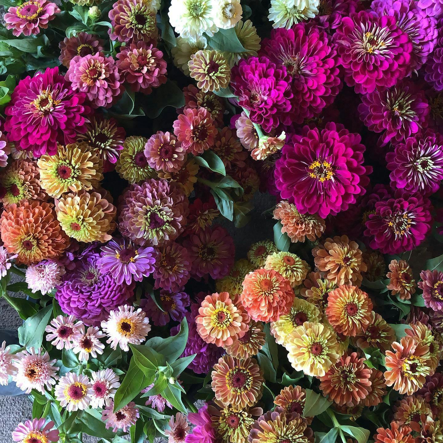 Featured photo from Broadturn Farms