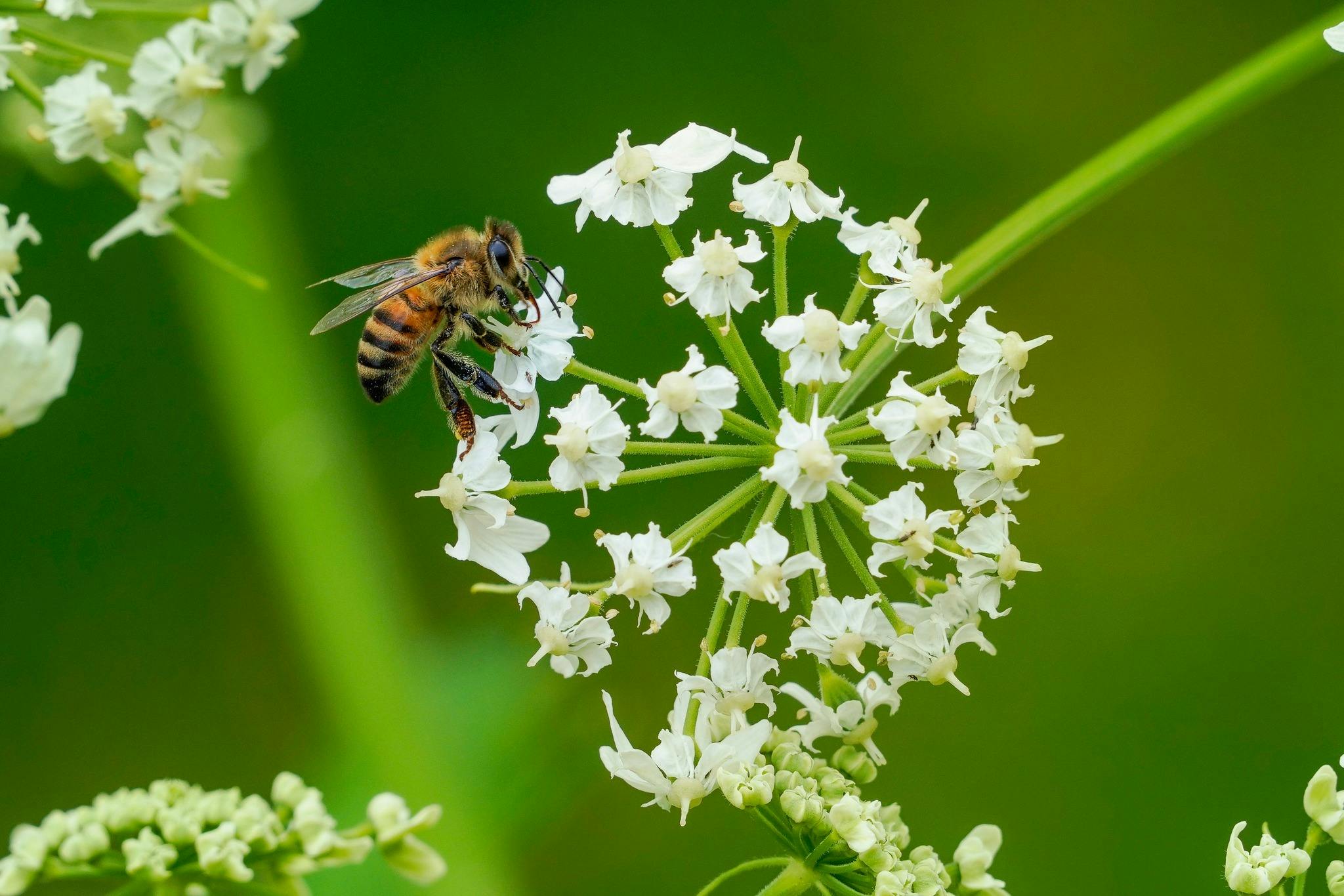 Featured photo from Bloedel Reserve