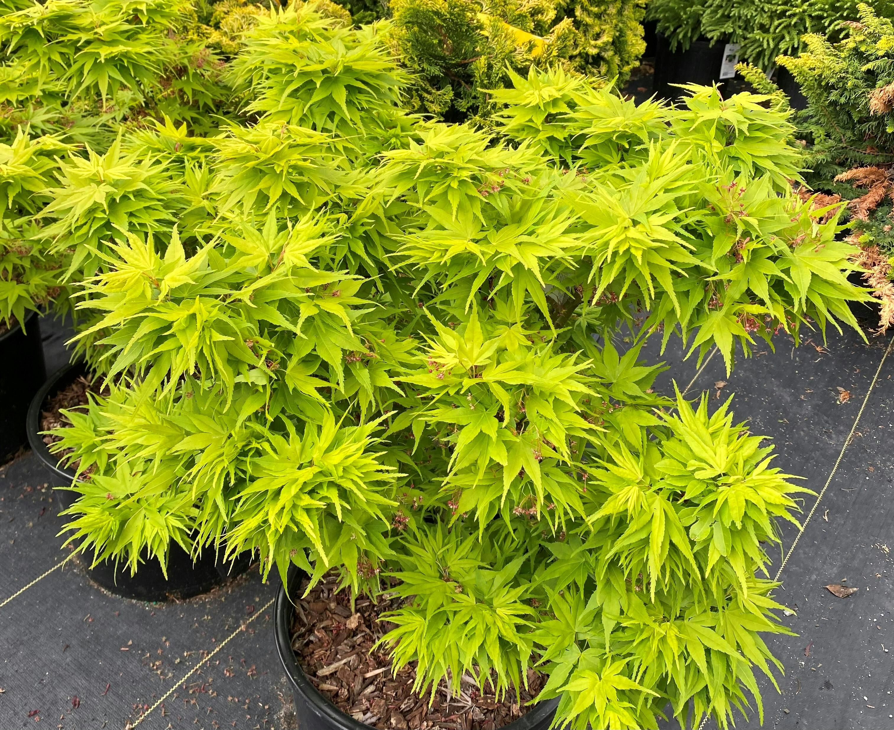 Hicks Commercial Sales Old Westbury Design & Floral PartySlate