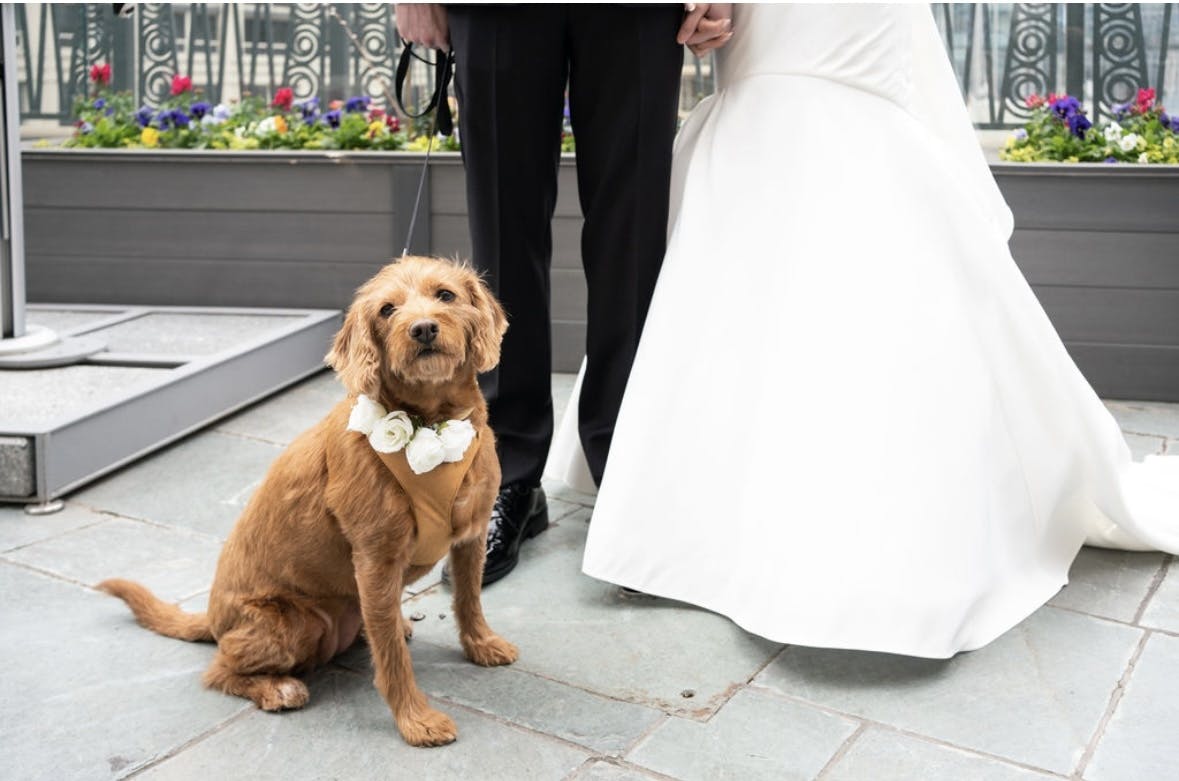Featured photo from Luxe Dog Nanny