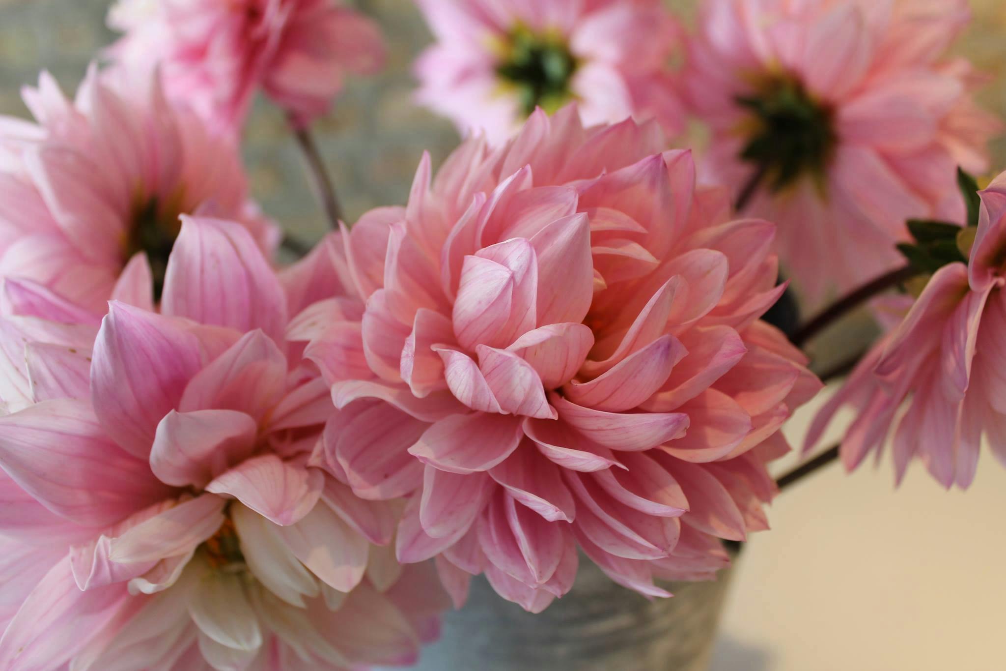 Field And Florist Chicago Design & Floral All Events 118 photos