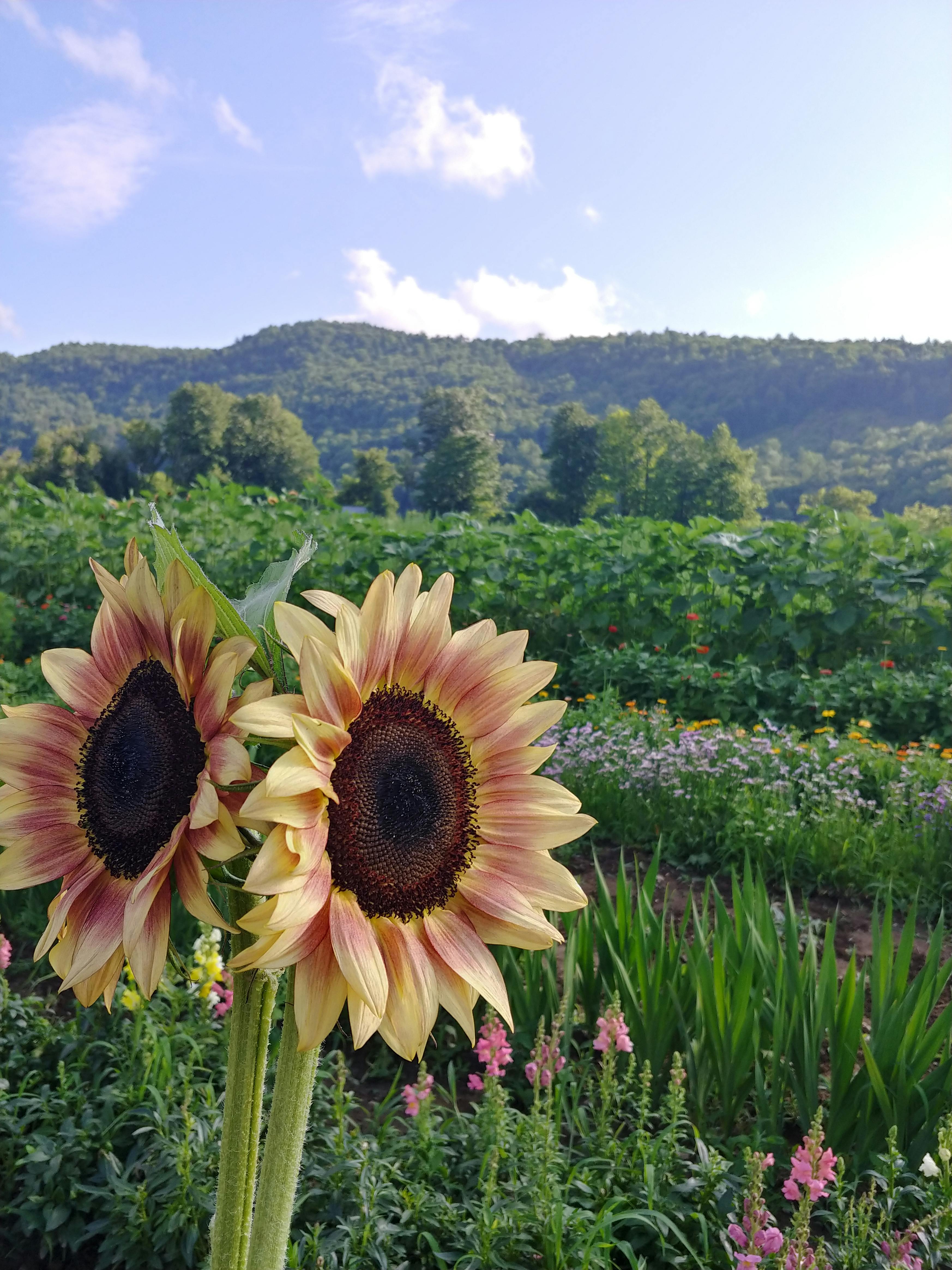 Featured photo from peak season floral