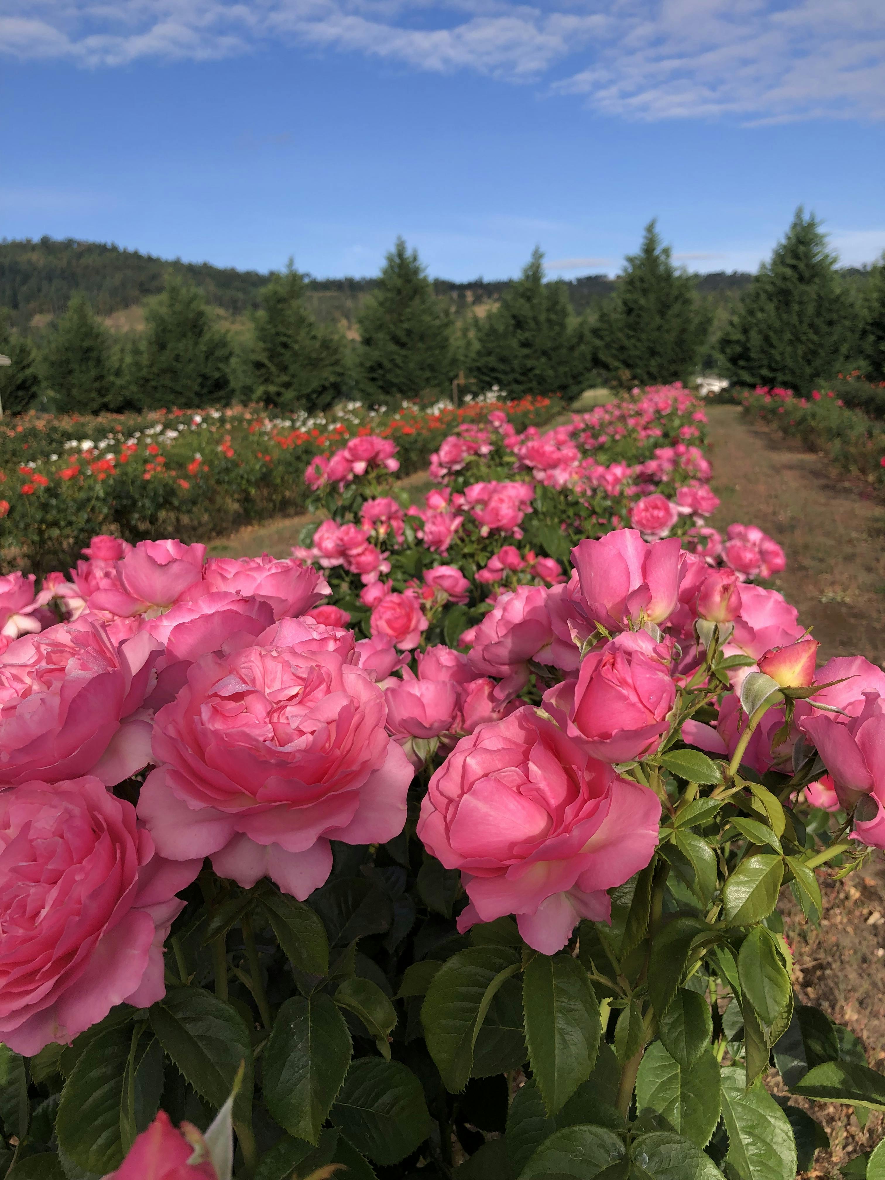 Cover photo of Flyboy Naturals Rose Petals