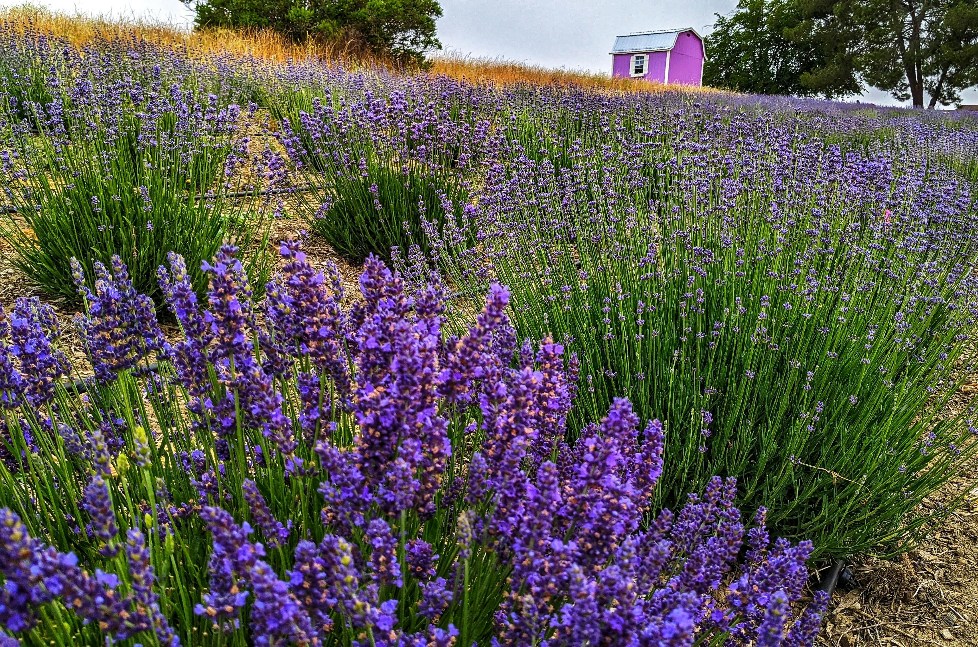 Featured photo from California Lavender Honey Farm