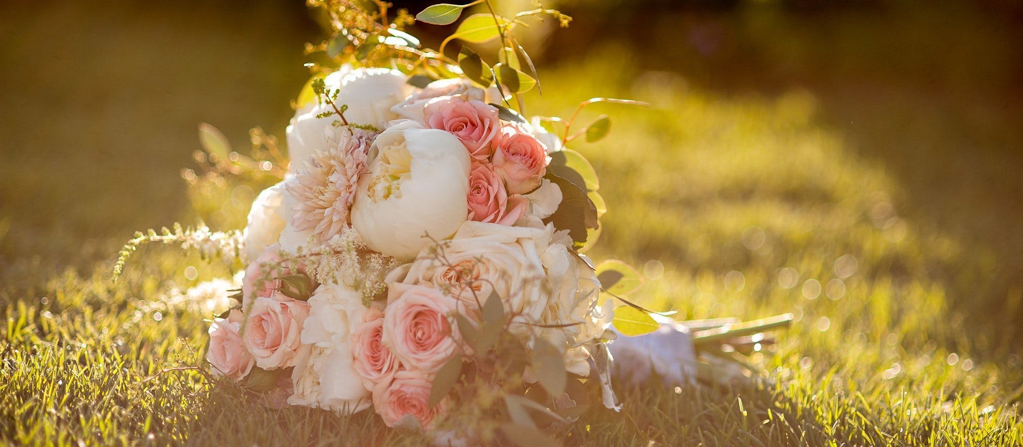 Cover photo of Petal & Bean