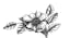 Logo for Flowers by Lady Buggs