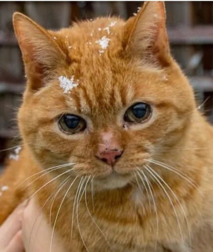 Logo for Glenridge Animal Hospital