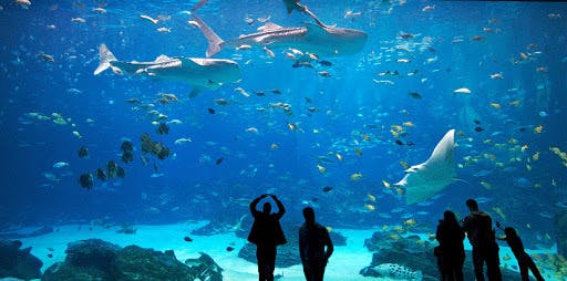 Atlantic Room Aquarium PartySlate