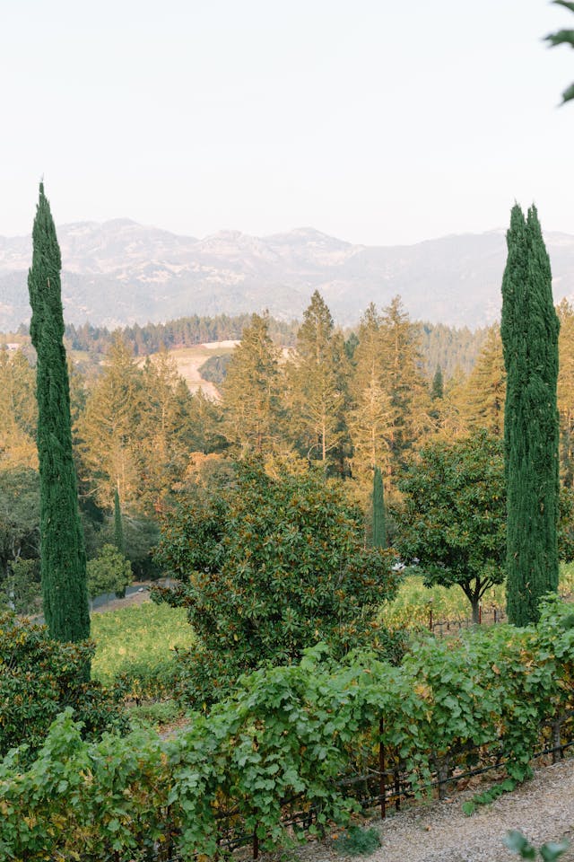 Featured photo from Italian Inspired Destination Napa Wedding