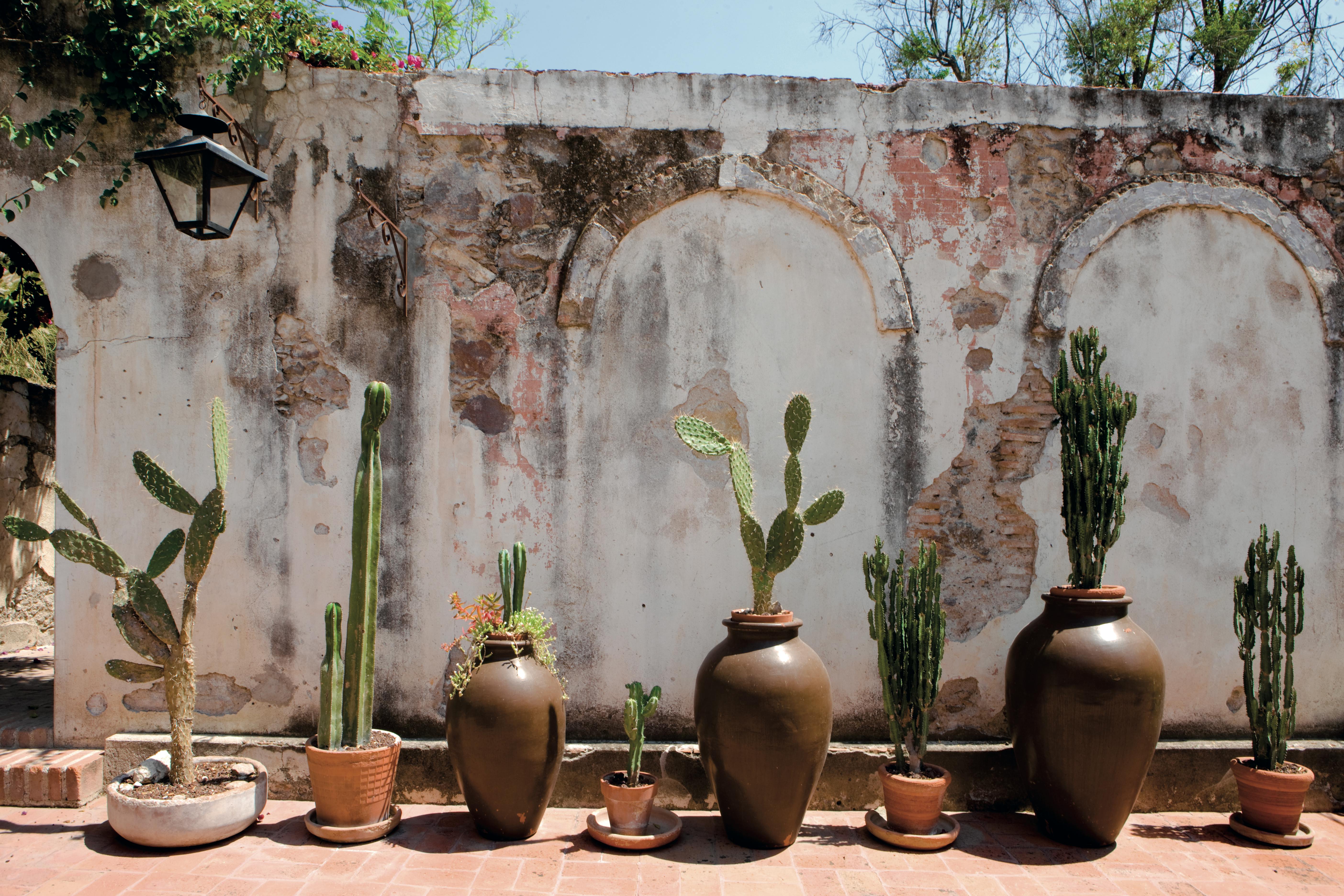 Featured photo from Cactus Terrace