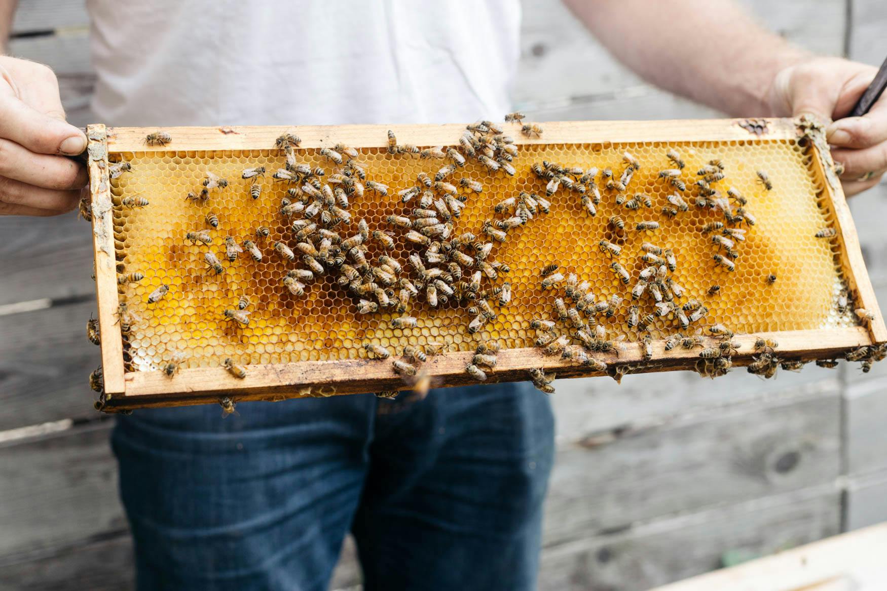 a man in a white t-shirt holds a robbing screen full of bees and honey.