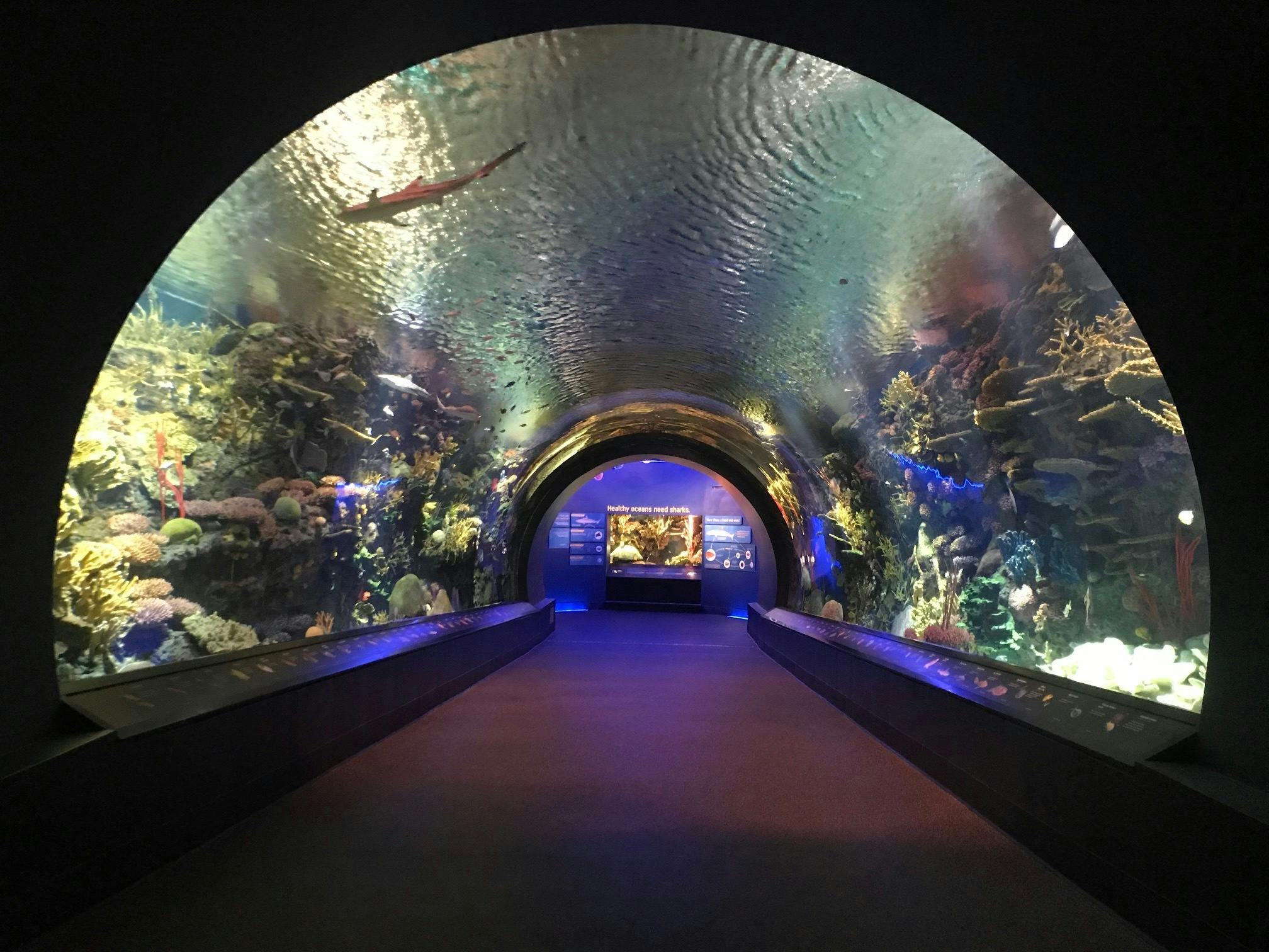 New York Aquarium Ocean Wonders Sharks! PartySlate