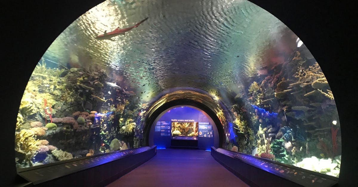 Ocean Wonders: Sharks! - Photo 0ff8fe37 A503 4618 9a17 49e76b076eec.jpeg?ixlib=js 2.3 Ocean Wonders: Sharks! - Photo 0ff8fe37 A503 4618 9a17 49e76b076eec.jpeg?ixlib=js 2.3