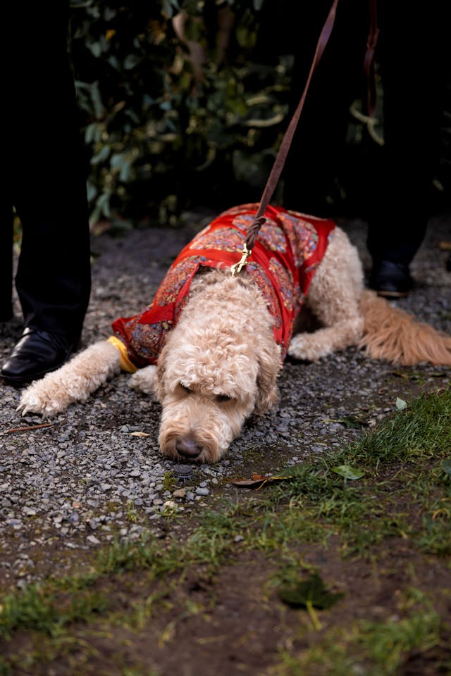 Featured photo from A Perfect Pacific Northwest Day for Love — and a Pup Who Stole the Show at Jardin del Sol